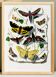 Affiche sur les papillons, d'après une gravure ancienne de 1842.