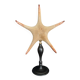 Cabinet of Curiosities starfish Poraster superbus on a base