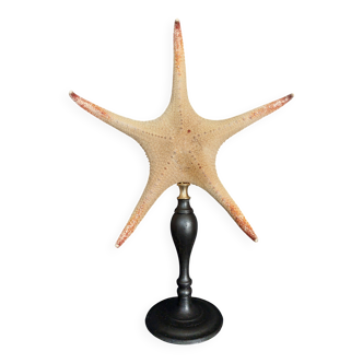 Cabinet of Curiosities starfish Poraster superbus on a base