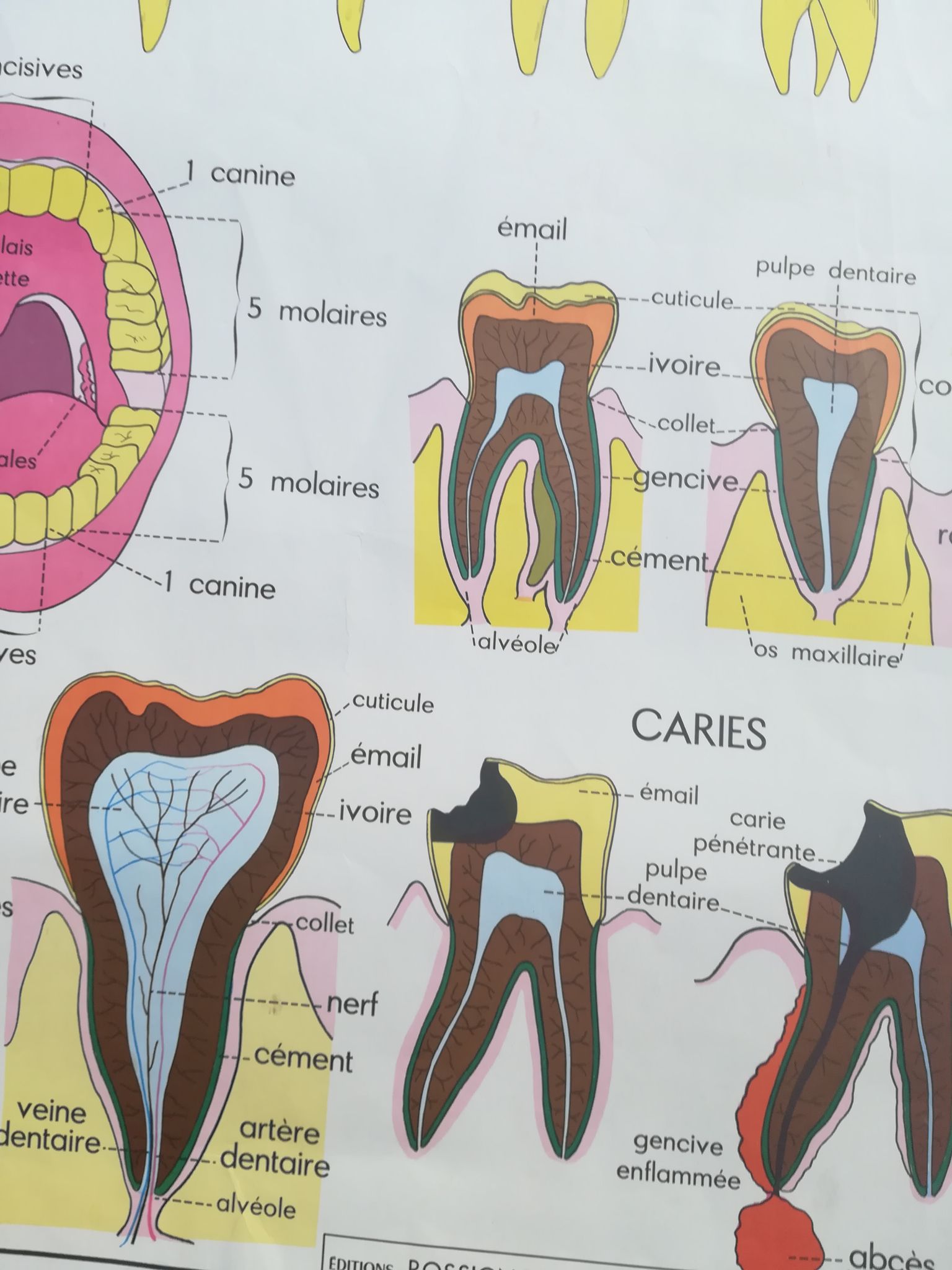 Vintage school poster N°3 Teeth N°4 Digestion Rossignol