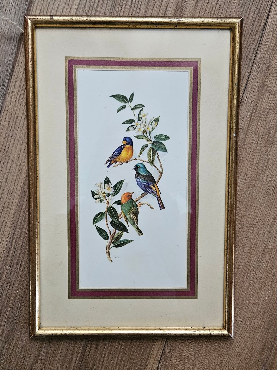 Lithograph Birds on a branch in gilded frame