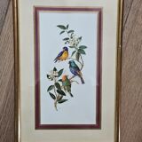 Lithograph Birds on a branch in gilded frame