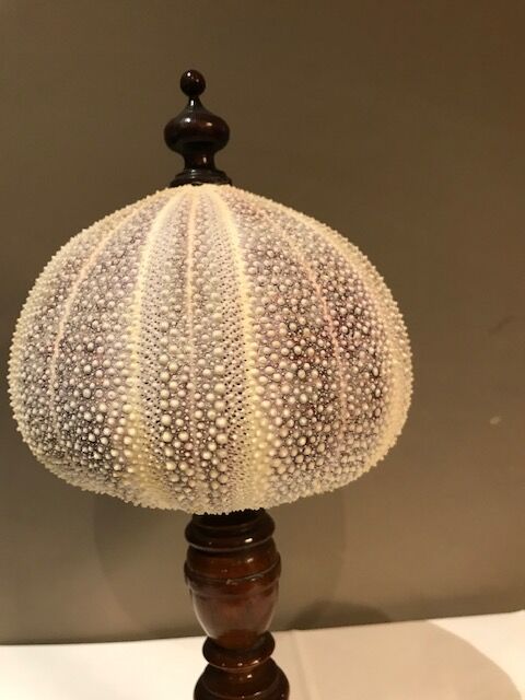 Sea urchin for Cabinet of Curiosities