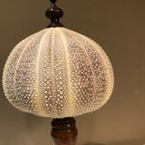 Sea urchin for Cabinet of Curiosities