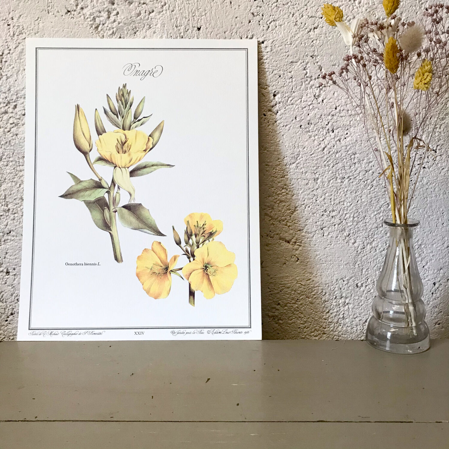 Botanical board evening primrose