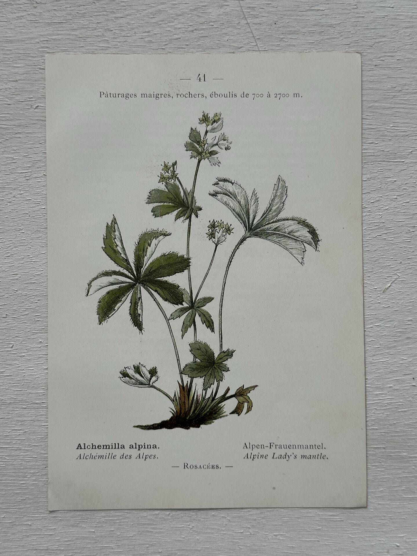 Botanical Plate 1800 Old Naturalist Engraving 19th Century Double-Sided