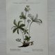 Botanical Plate 1800 Old Naturalist Engraving 19th Century Double-Sided