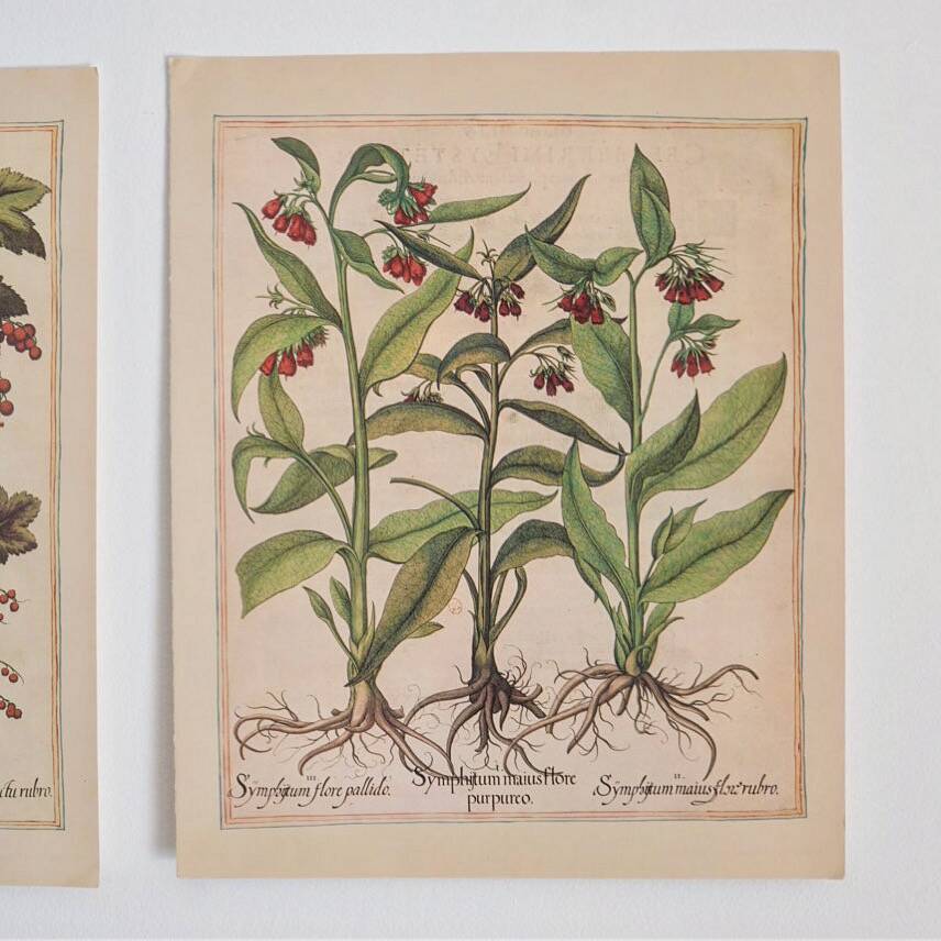 Planches herbier ancien