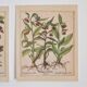 Planches herbier ancien