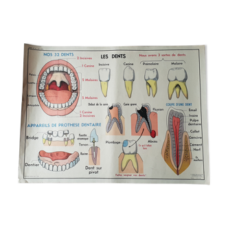 Poster school - teeth & the breathing