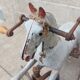 Napoleon III pedal tricycle horse