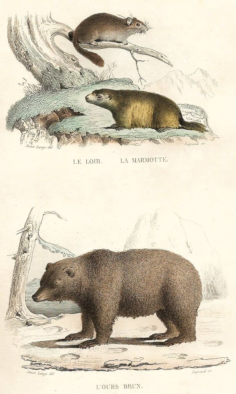 Planche zoologique originale " Loir - Marmotte - Ours Brun " Buffon 1840
