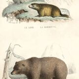 Planche zoologique originale " Loir - Marmotte - Ours Brun " Buffon 1840