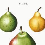 Poster about pears, based on an old engraving from 1802