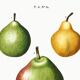 Poster about pears, based on an old engraving from 1802