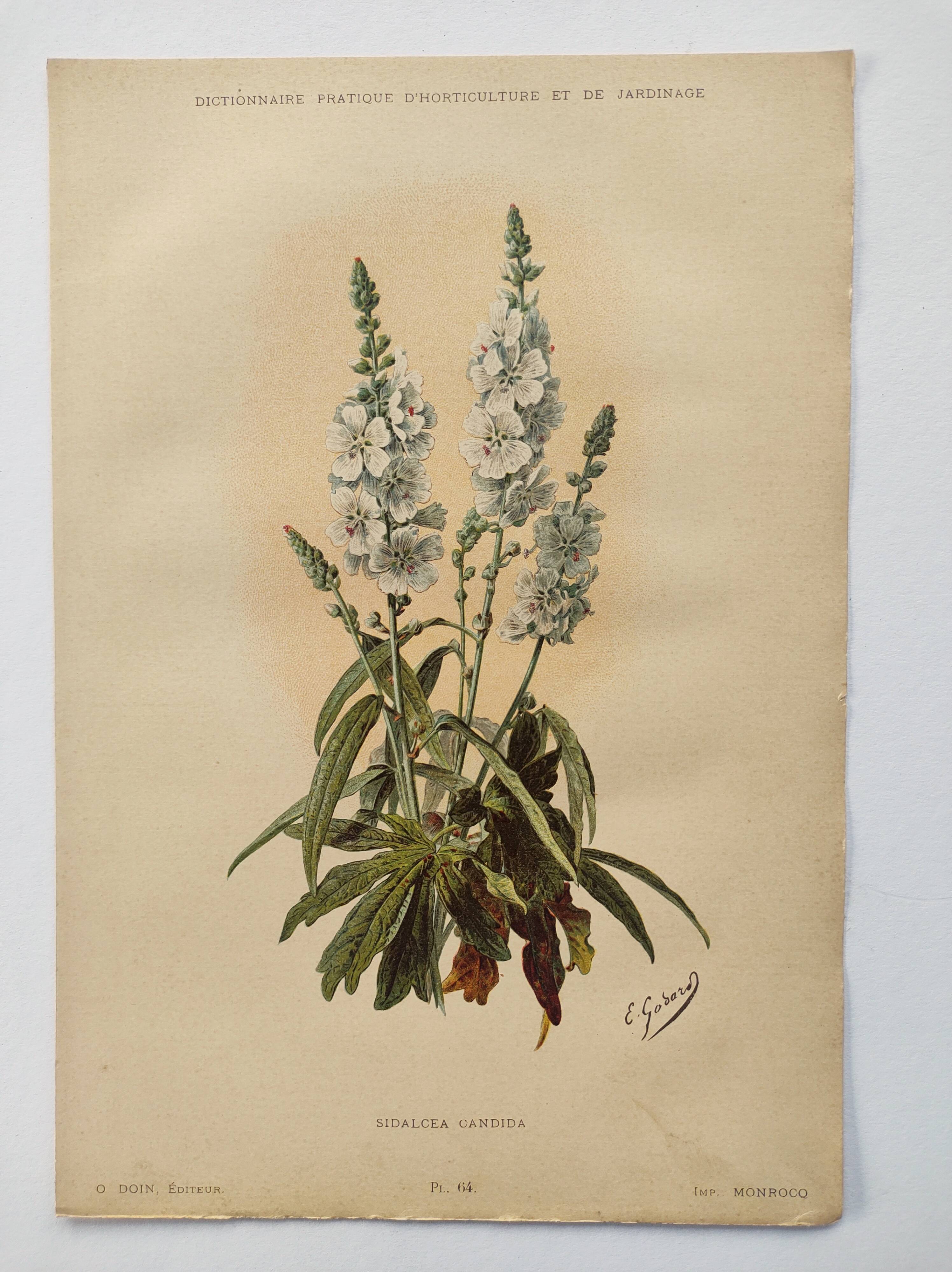 Gravure botanique de 1897 - Sidalcea Candida - Planche originale . Lithographie ancienne de fleur