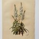 Gravure botanique de 1897 - Sidalcea Candida - Planche originale . Lithographie ancienne de fleur