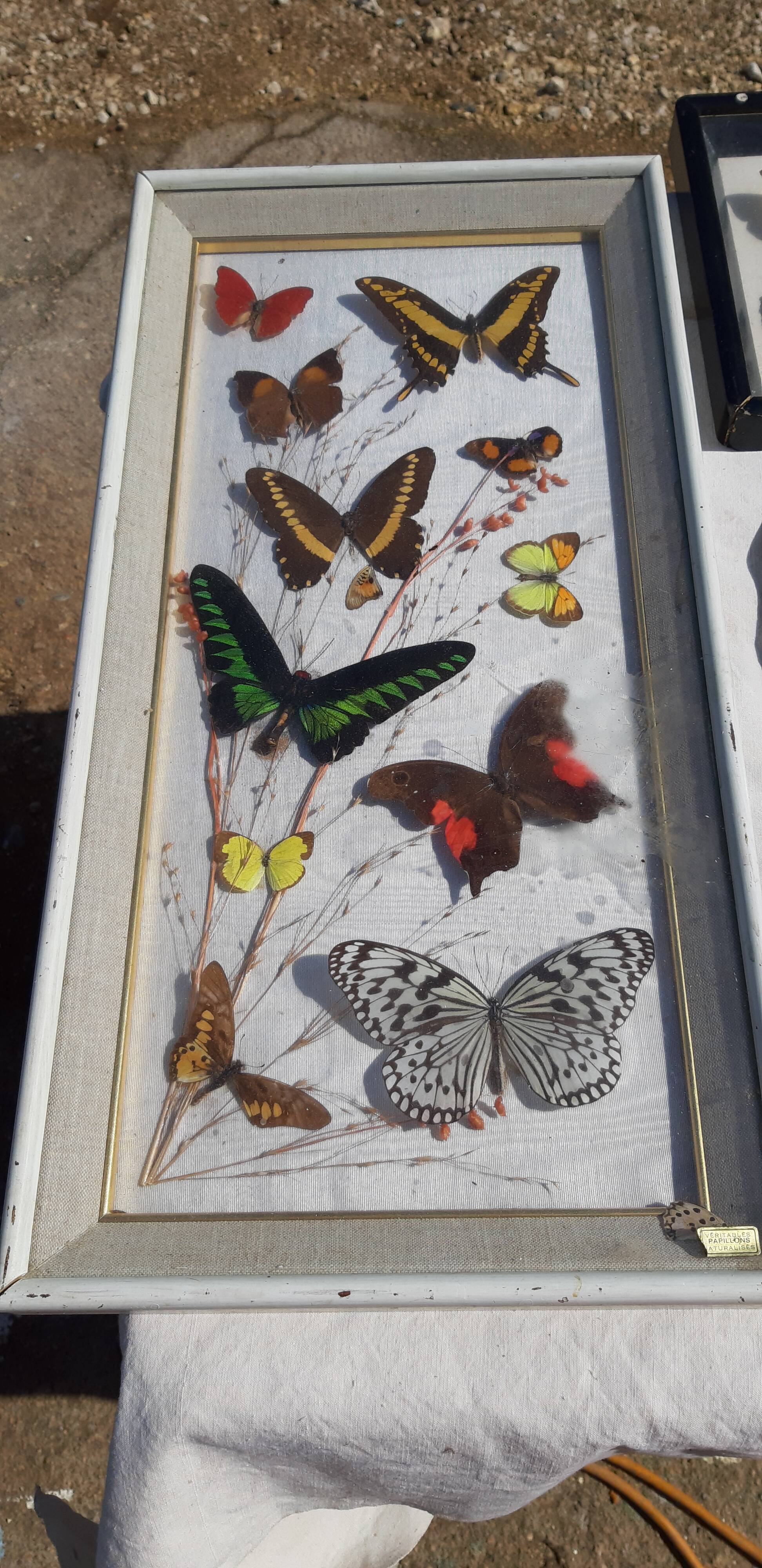 Set of 45 Naturalized Butterflies