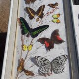 Set of 45 Naturalized Butterflies