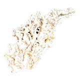 White coral