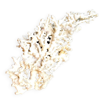 White coral