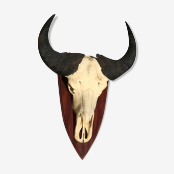 Vintage hunting trophy skull and horn buffalo of Africa Massacre ancient safari