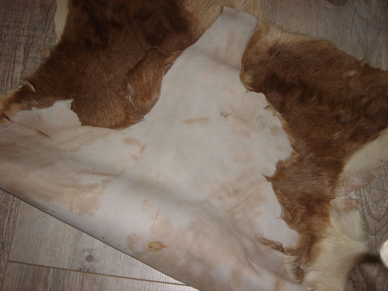Tanned goatskin of 1970, ideal descent of bed 55x100cm