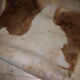 Tanned goatskin of 1970, ideal descent of bed 55x100cm