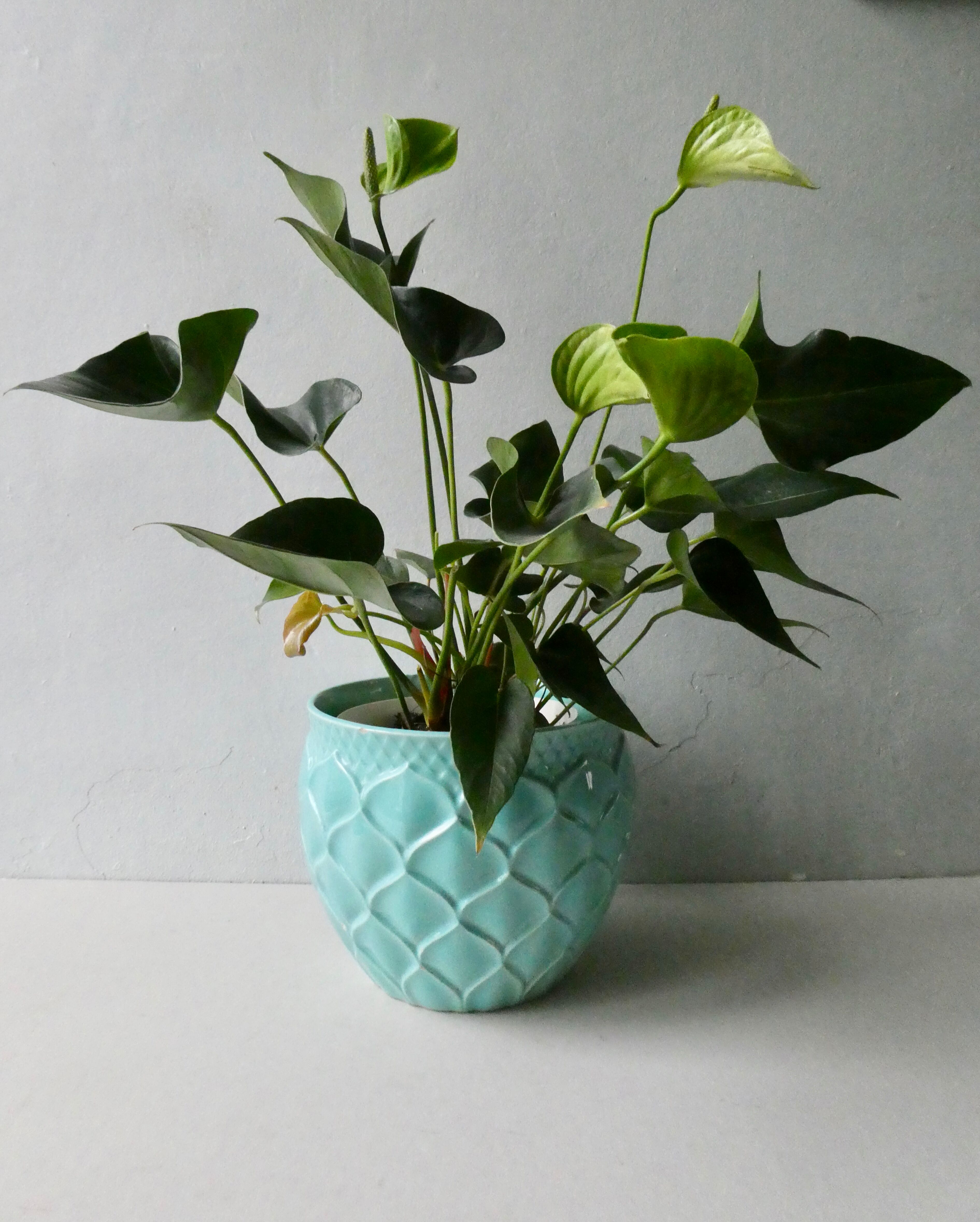 Ceramic pot cover Saint Clément France, artichoke model