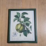 Apple tree illustration frame