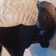 Pair Of Vintage Wall Lamps 70s/80s Italian Design