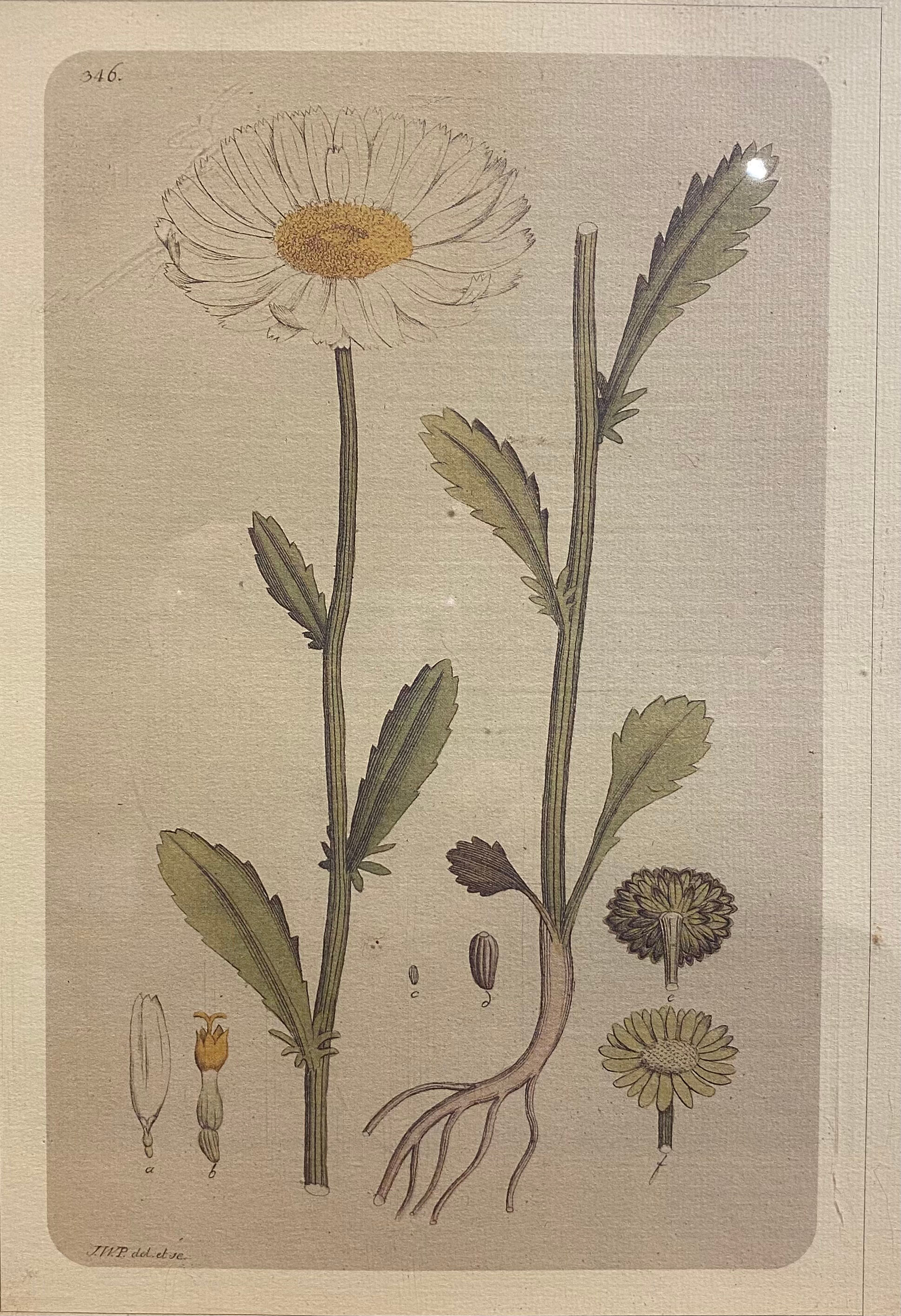 Framed botanical board, Marguerite