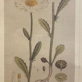 Framed botanical board, Marguerite