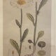 Framed botanical board, Marguerite
