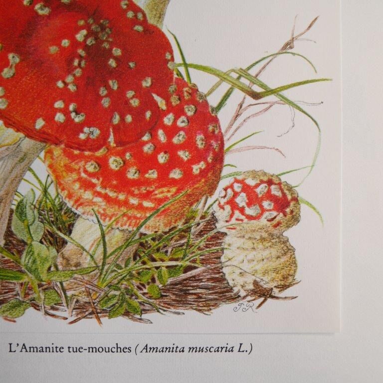 Botanical board mushroom Amanite Tue-mouches