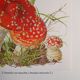Planche botanique champignon Amanite Tue-mouches
