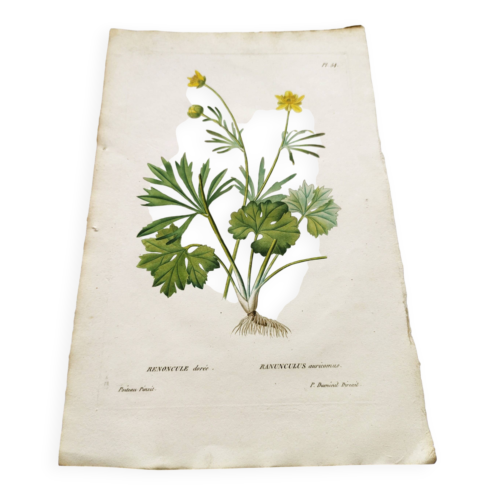 Antique botanical engraving from 1829 - Golden buttercup - By Poiteau. Flower
