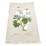 Gravure botanique ancienne de 1829 - Renoncule dorée- Par Poiteau. Fleur