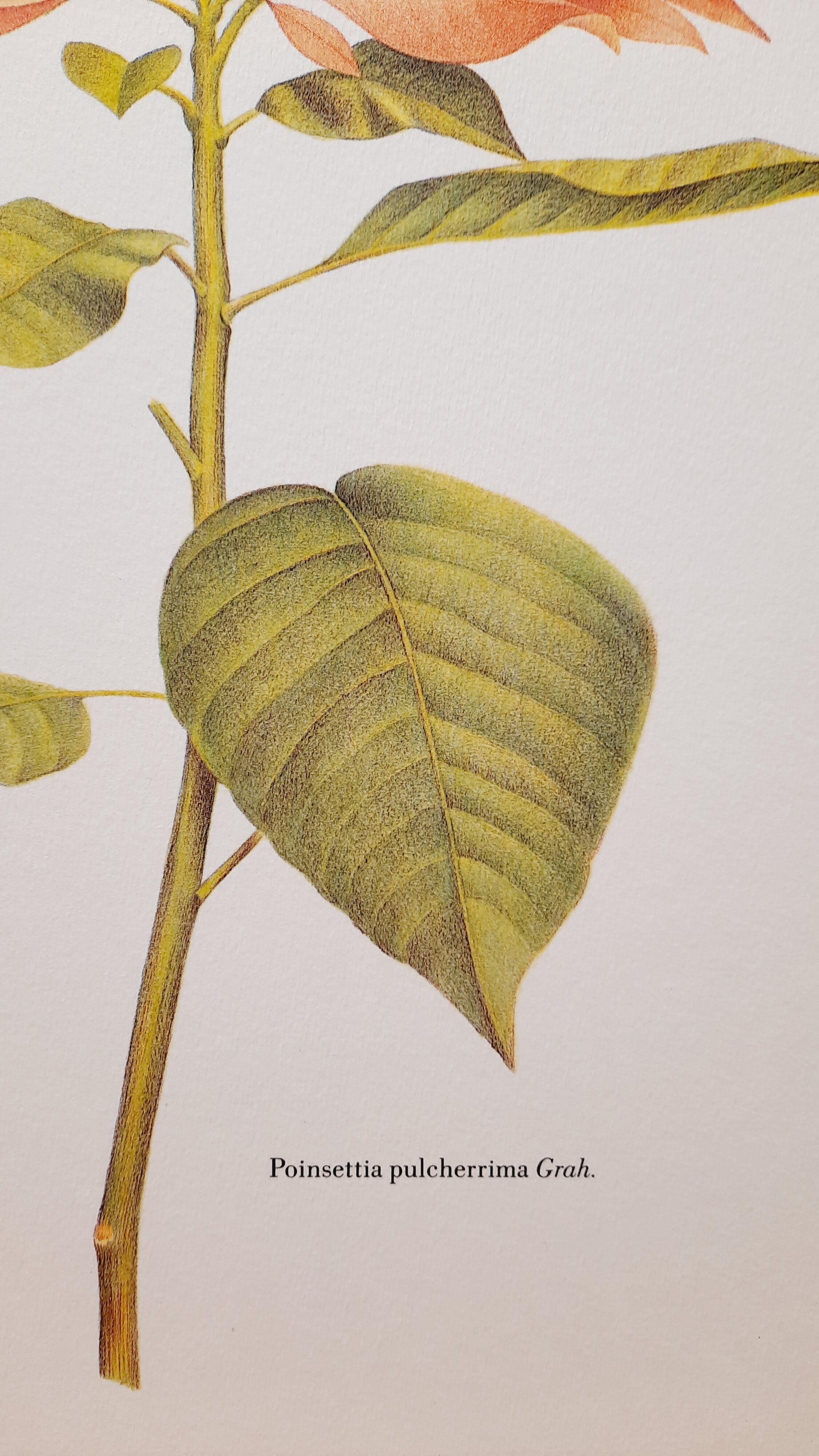 Botanical plate Poinsettia de Noël