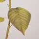 Botanical plate Poinsettia de Noël