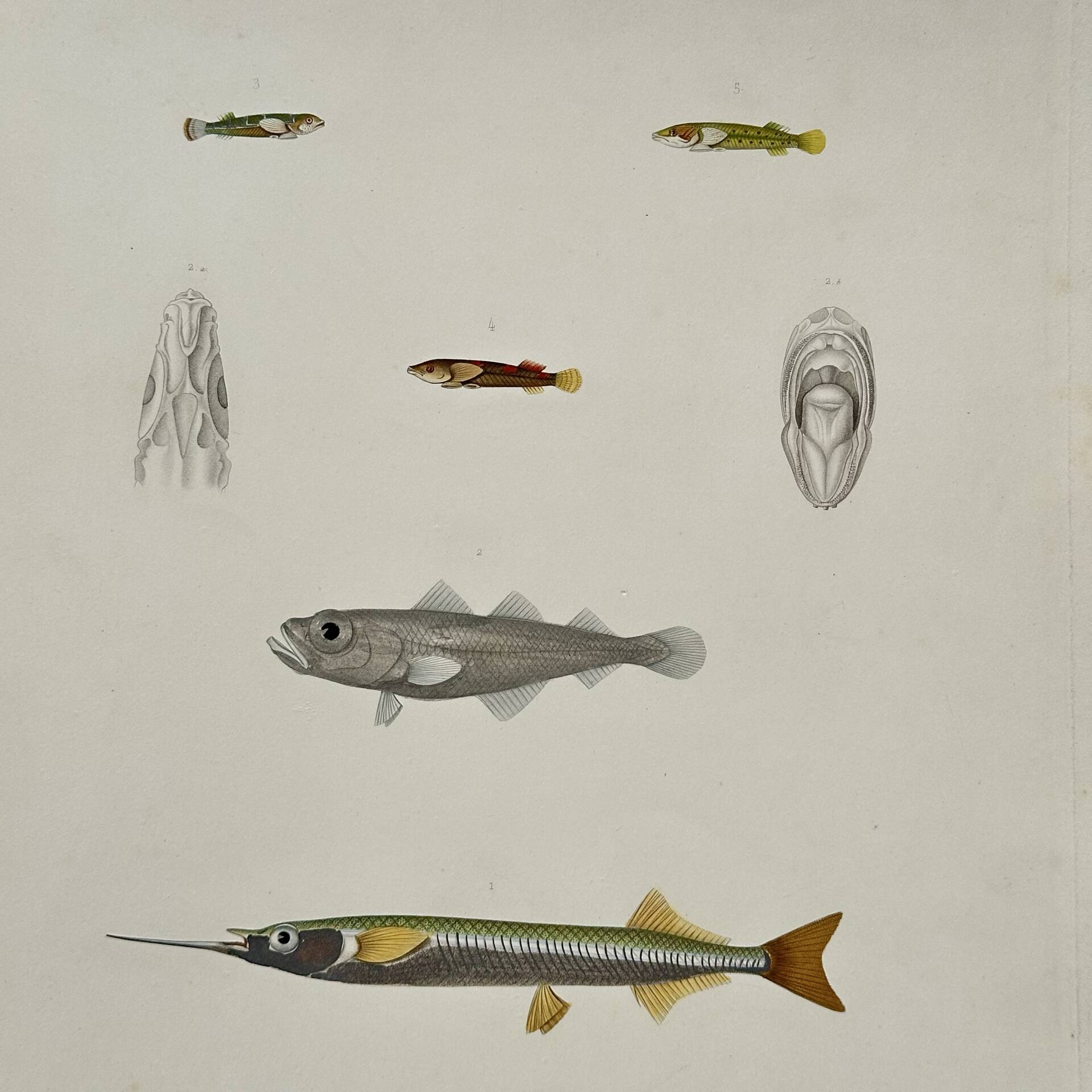 Original antique engraving Fish Algeria 1850 Guichenot Exploration