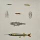 Original antique engraving Fish Algeria 1850 Guichenot Exploration