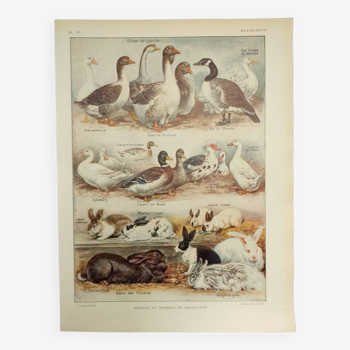 Gravure Originale de 1922 - Basse-cour - Oie, canard, lapin - Planche zoologique et pédagogique