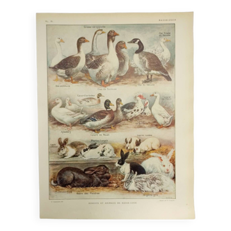 Gravure Originale de 1922 - Basse-cour - Oie, canard, lapin - Planche zoologique et pédagogique