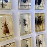 Set of 15 insects