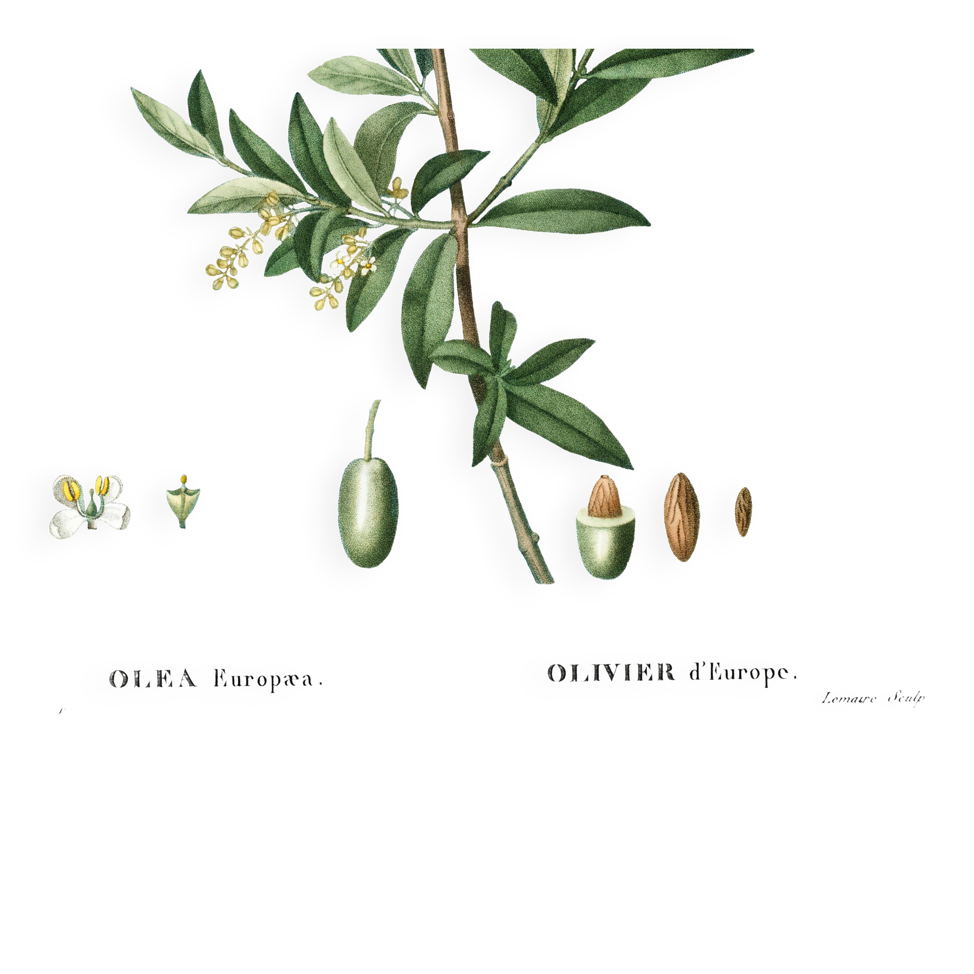 Poster about the European olive tree, based on an old engraving from 1802
