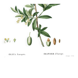 Poster about the European olive tree, based on an old engraving from 1802