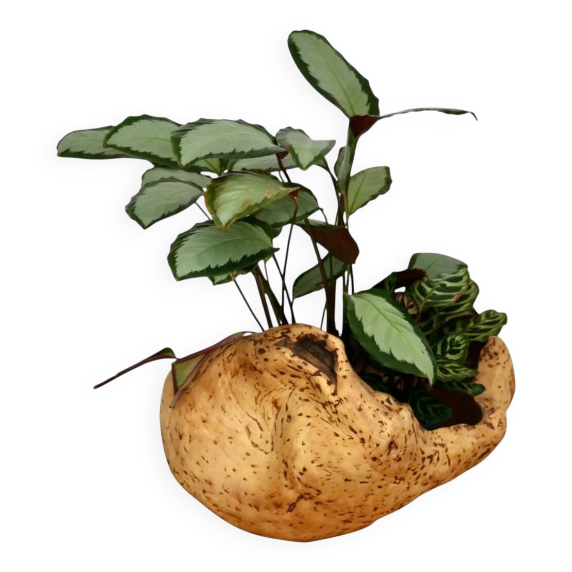 An elm magnifying glass, Sweden 1970s.