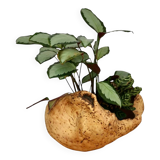 An elm magnifying glass, Sweden 1970s.