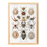 Poster about spiders, based on an old lithograph from 1904.